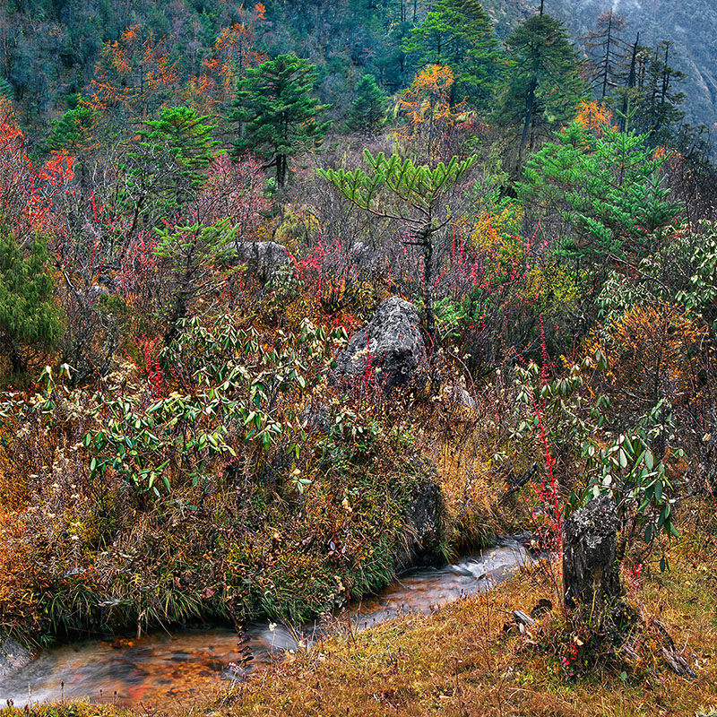 Couleurs d'automne dans la Chopta Valley - Sikkim (Inde)