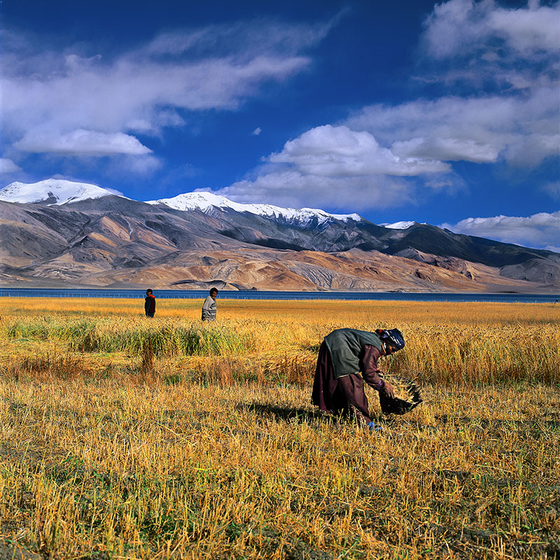 Le ramassage des derniers épis - Korzok, Ladakh (Inde)