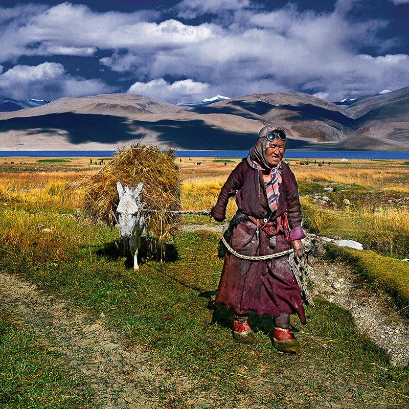 Vieille femme tirant son mulet - Korzok, Ladakh (Inde)