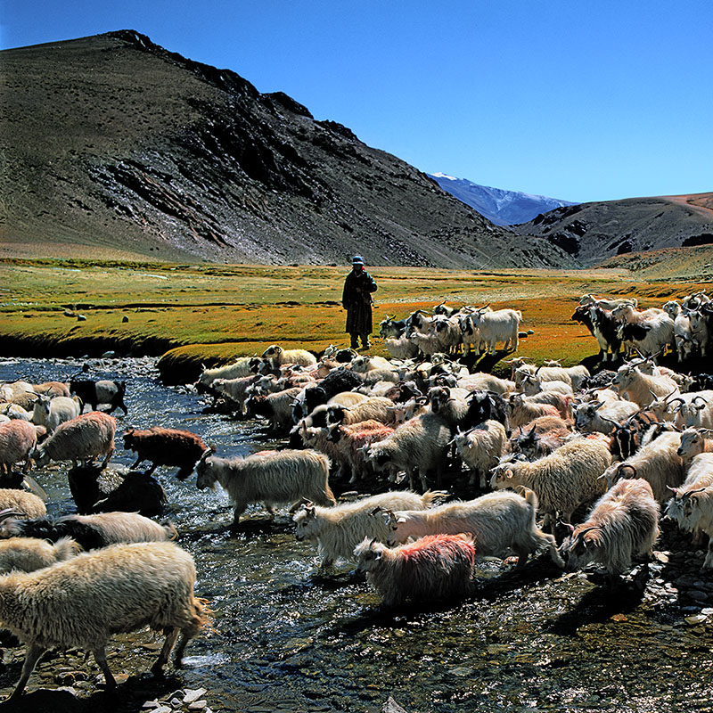 Berger nomade, chèvres et moutons traversant le gué - Korzok, Ladakh (Inde)
