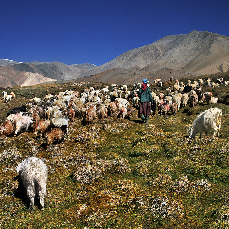 Départ pour les pâturages - Korzok, Ladakh (Inde)