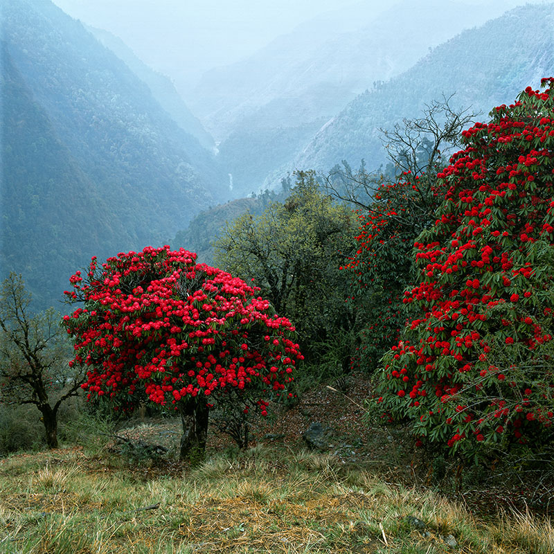 Rhododendrum arboretum - Népal