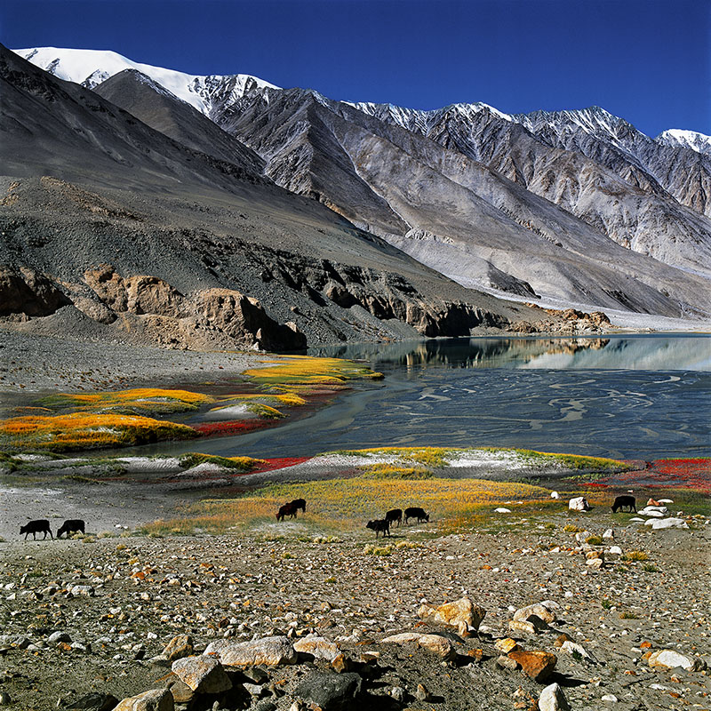 Chagar Tso, 4198m - Ladakh (Inde)