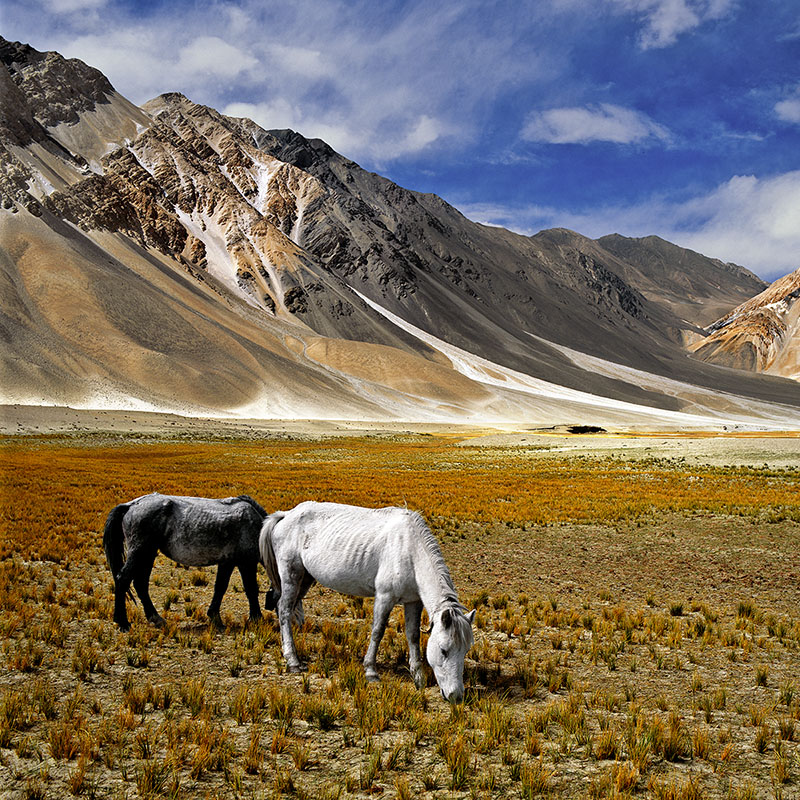 Chevaux en semi-liberté - Région du Pangong Tso – Ladakh