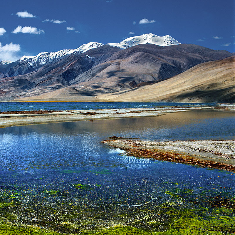 Mousses vertes sur les berges du lac Pangong - Ladakh (Inde)