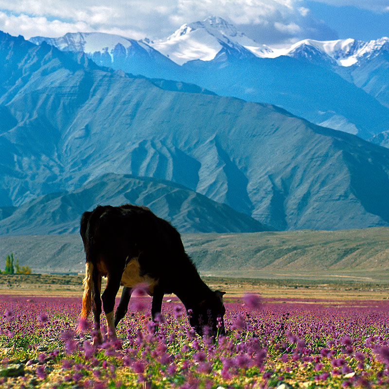 Mule et fleurs mauves - Ladakh (Inde)
