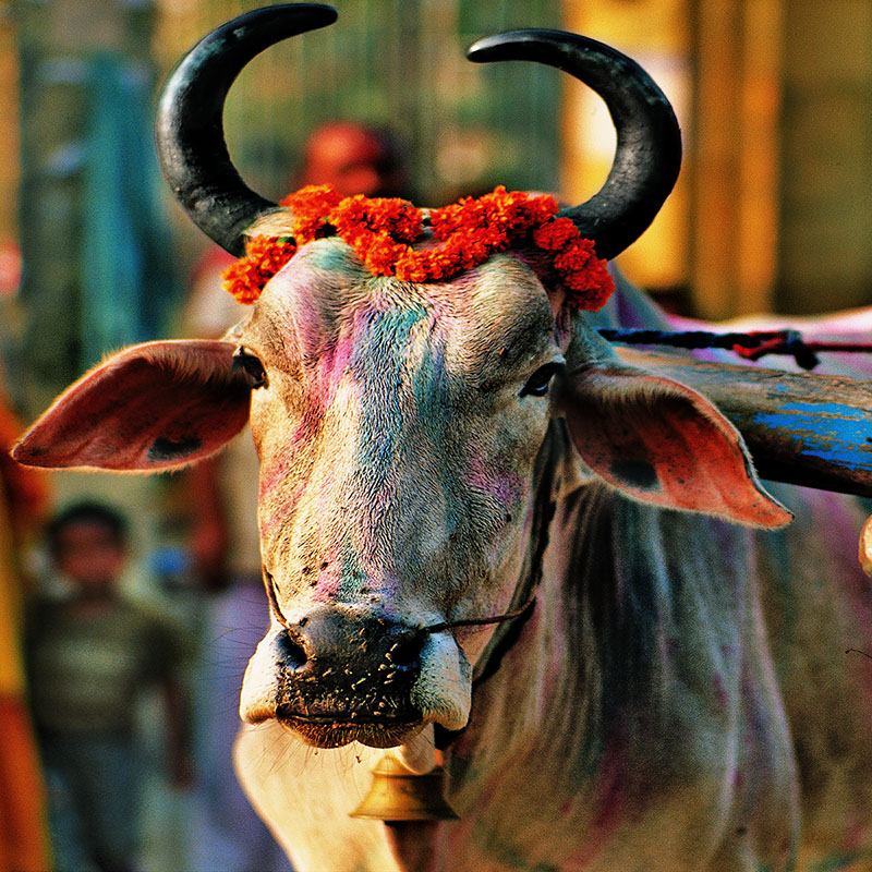 Vache sacrée - Janakpur, Téraï (Népal)