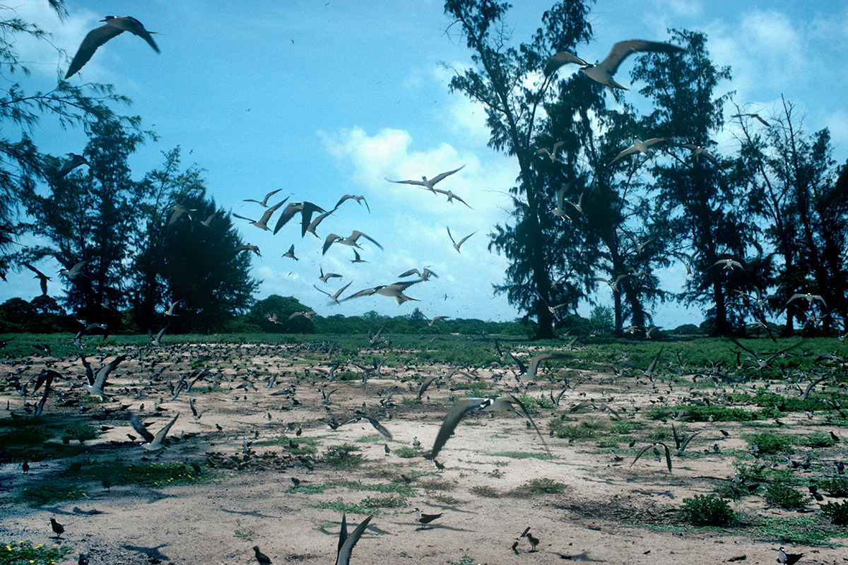 Colonie de sternes fuligineuses - Bird Island, Seychelles -1980