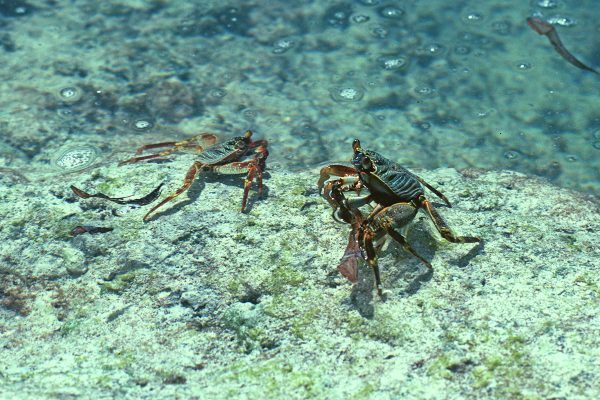 5-2-17 Crabes -Ile aux Crabes - Iles Glorieuses, Août 1983